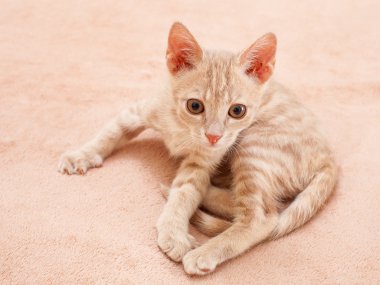 Şeftali çizgili kedi .