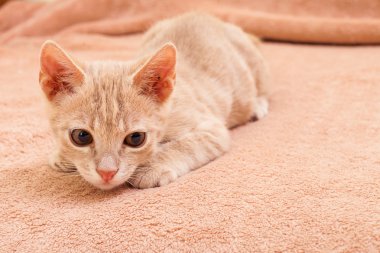 Şeftali çizgili kedi .