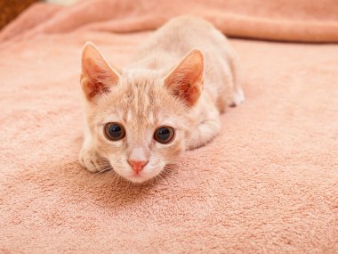 Şeftali çizgili kedi .