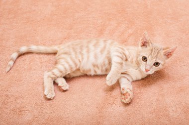 Şeftali çizgili kedi .