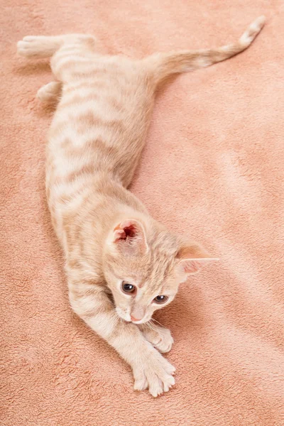 Die pfirsichgestreifte Katze . — Stockfoto