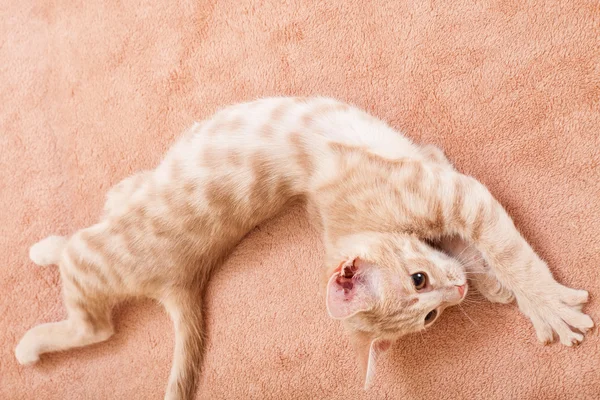 The peach striped cat . — Stock Photo, Image