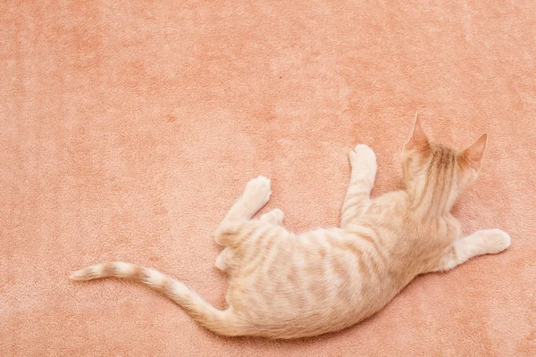 Die pfirsichgestreifte Katze . — Stockfoto