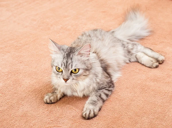 Die grau gestreifte Katze der Rasse Shinshil. — Stockfoto