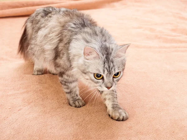 Die grau gestreifte Katze der Rasse Shinshil. — Stockfoto
