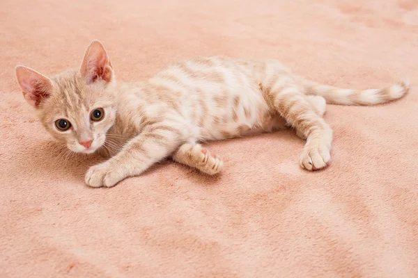 Персиковая полосатая кошка  . — стоковое фото