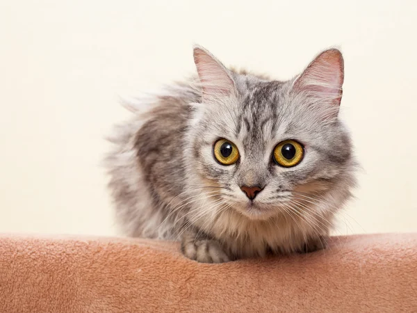 The gray striped cat of breed of Shinshil. — Stock Photo, Image