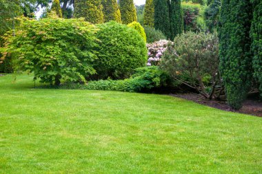 Yeşil çimenli çayır ve ağaçlı bir parkta büyüyen çalı manzaralı çayır çayır, çayır fotokopi alanı olan yaz bitkilerinin tasarımı, hiç kimse.