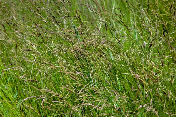Green Grass Lit Sunlight Farm Lawn Place Animal Pasture Eco — Stock Photo, Image