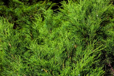 Yeşil arka planda Thuja ağaçlarının yemyeşil yapraklarına yakın çekim. Thuja dalı, Thuja oksidentalis güneş ışığıyla aydınlatılan kozalaklı ağaç bahçesidir..