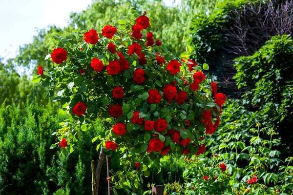 Hromada Keřových Růží Červeně Kvetoucími Poupaty Dvorku Zelené Stromy Osvětlené — Stock fotografie