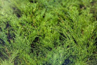 Nadir bitkilerin yetiştirilmesi için botanik bahçesinde dalları olan, bitkilerle dost çevre dostu güneş ışığı ve yakın doğa arka planıyla aydınlatılan her zaman yeşil bir thuja..