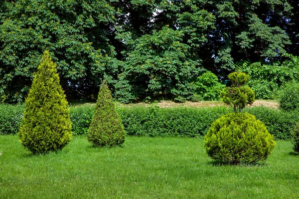 Césped Verde Con Hierba Arbustos Thuja Siempreverdes Recortados Topiario Fondo — Foto de Stock