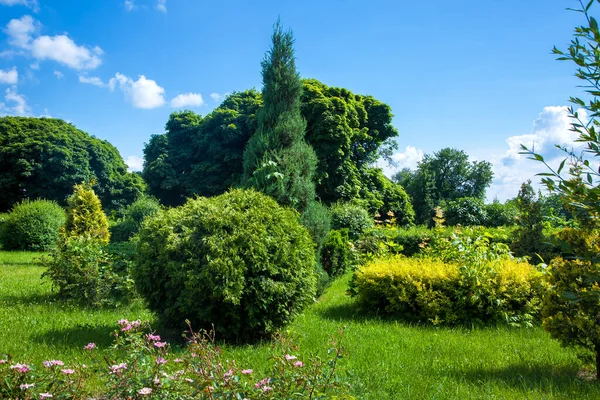 太陽の光で照らされる背景落葉樹の中でトピカル状の常緑樹の茂みをトリミング 青空に雲と自然夏の背景 — ストック写真
