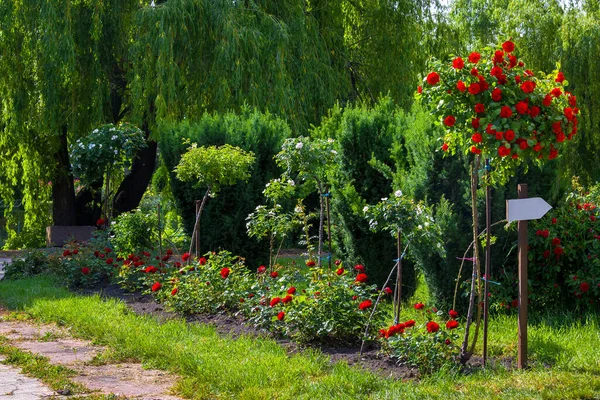 Cama Flores Com Rosas Arbusto Com Botões Floridos Vermelhos Contra — Fotografia de Stock
