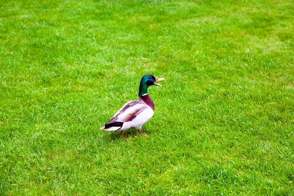 Anatra Testa Verde Germano Reale Con Becco Ali Piumate Sta — Foto Stock