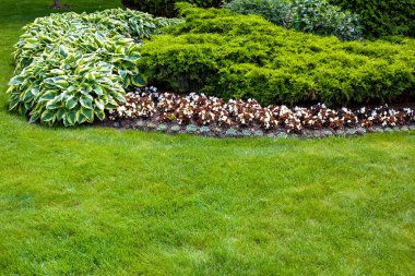 garden bed in park with plants deciduous flowers and evergreen thuja bush in landscape bed near green grass meadow with copy space landscape on sunny summer day, nobody.