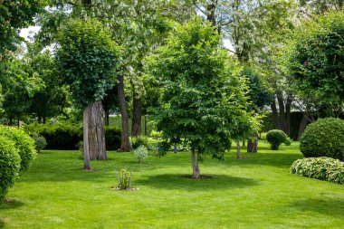 Yeşil çimlerin üzerinde yeşil bitkiler olan manikürlü bir park. Eko bahçesinde dinlenmek için ağaçlar var. Yaz manzarası için, kimse yok..