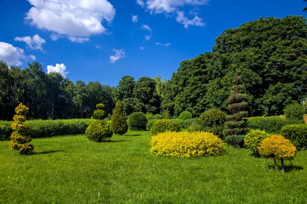 在草地上修剪成不同形状的常绿灌木 落叶的树被阳光照亮 夏天的自然背景被蓝天的云彩照亮 — 图库照片