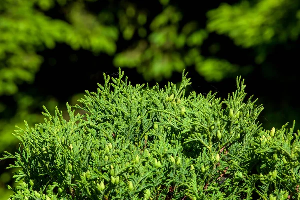 Piękne Zielone Wiecznie Zielone Liście Drzew Thuja Zielonym Tle Thuja — Zdjęcie stockowe