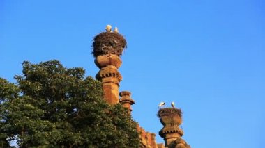 Bir leylek sürüsü, mavi gökyüzüne karşı binaların taş kulelerinde yuva yapar. Açık havada kuşbilimi kuşları izler..
