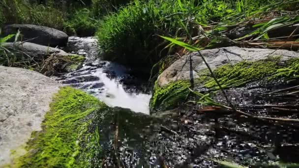 夏の晴れた日に苔と葦で覆われた石の塊から落ちる渓流の水の流れ野生生物の接近 — ストック動画
