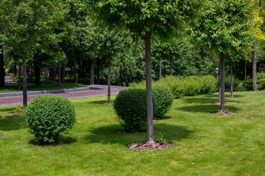 Güneşli bir bahçede ağaç kabuklarıyla süslenmiş yaprak döken çalılarla ve ağaçlarla dolu, arka planda güneş ışığıyla aydınlatılmış, yaya kaldırımlarıyla aydınlatılmış, hiç kimse..