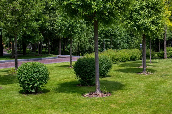 Een Pittoresk Park Met Loofbomen Bomen Omzoomd Met Boomschors Een — Stockfoto