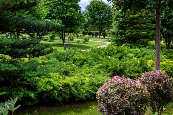 Verschiedene Pflanzen Mit Immergrünen Kiefern Und Thuja Sträuchern Einem Park — Stockfoto