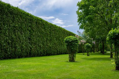 Güneşli bir yaz günü manzarasında yaprak döken çalıların olduğu yeşil bir çimenliğin yakınındaki yüksek çitli arborvitae thuja, hiç kimse.