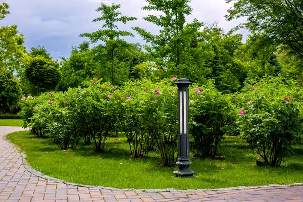 石組歩道近くの夏の植物の景観デザインの公園で成長している地面鉄灯籠と茂みの庭のベッド — ストック写真