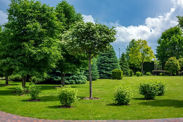 Césped Verde Césped Con Arbustos Árboles Con Mantillo Parque Con — Foto de Stock