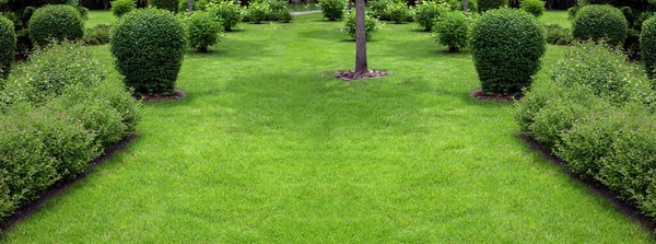 Groen Gras Gras Door Lente Achtertuin Met Tuinbed Met Struiken — Stockfoto