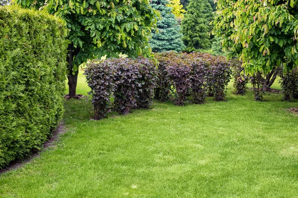 Garden Leaves Trees Deciduous Bushes Park Green Grass Thuja Hedge — Stock Photo, Image