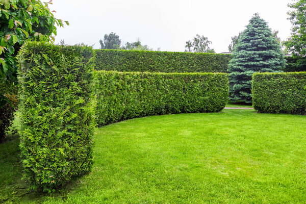 crescent of thuja hedge in a garden with a meadow of green turf lawn spring backyard landscape with copy space on the park, nobody.