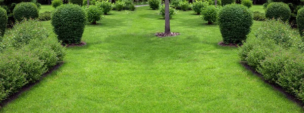 Зеленая Трава Весеннему Двору Садовой Кроватью Кустами Деревьями Мульчированием Естественным Стоковое Изображение