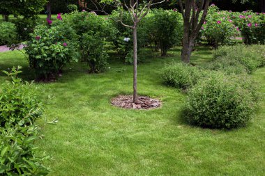 Çiçekli yaprak döken çalılarla dolu manzaralı bir park bitkilerle dolu bir bahçede ağaç kabuklarıyla gübrelenen ağaçlar ve çimenlik çimlerin otlağının fotokopisi, hiç kimse.