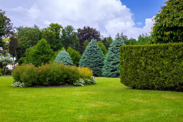 庭のベッドと芝生の上のさまざまな木や茂み 曇りの日に裏庭の常緑樹や季節の植物 — ストック写真