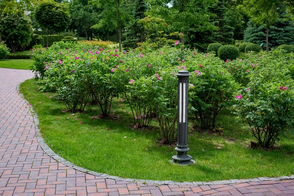 Florescendo Arbustos Cama Com Pétalas Flores Gramado Relvado Lanterna Ferro — Fotografia de Stock