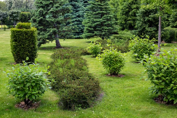 Zöld Lombhullató Bokrok Kertben Kerti Ágy Park Tereprendezés Gyeppel Gyep — Stock Fotó