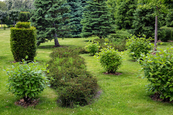 green deciduous bushes in backyard garden bed, park landscaping with mulching plants with turf lawn with thuja and pine trees on spring parkland eco friendly theme backdrop, nobody.
