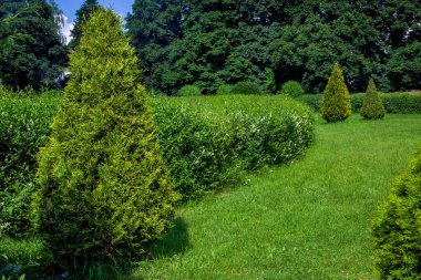 Çimenli yeşil çimenler, yaprakları budanmış çalılar arka planda yaprakları dökülen çalılar ve güneş ışığıyla aydınlatılan ağaçlar, doğa yaz parkı arka planı..