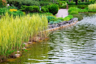 Park alanındaki sazlıklar dinlenme ve yemyeşil çalılar için yürüyüş yolu, manzara tasarımlı arka bahçe ve bastonlu su gölü, yaz arkaplanı.