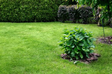 Bahçe bahçesinde yeşil yaprak döken çalı, çimenlik çimenlik çimenlik arazi çimenliği, bahar parkında çit, fotokopi alanı olan çevre dostu tema, hiç kimse.