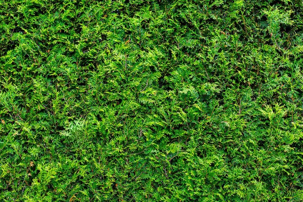 Eşkıya deseni her zaman yeşil çalılık arborvitae, yakın plan doğa bitkileri, hiç kimse.