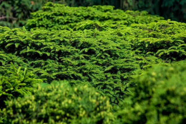 Zielone Gałęzie Sosen Bliska Wiecznie Zielona Faktura Wybiórczym Ukierunkowaniem Wzrost — Zdjęcie stockowe