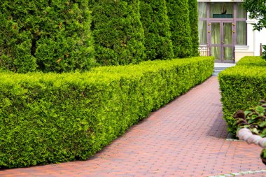 Arka bahçe tasarımı, kırmızı fayans yolları ve her zaman yeşil olan çalı çitleri ve küflenmiş arborvitae ağacı, binanın cam kapısına giden yol..