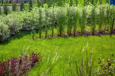 Yeşil çimenli çayır ve farklı yaprak döken bitkilerle bir yaz günü güneş ışığıyla aydınlatılmış arazi tasarımı yakın plan, kimse yok..