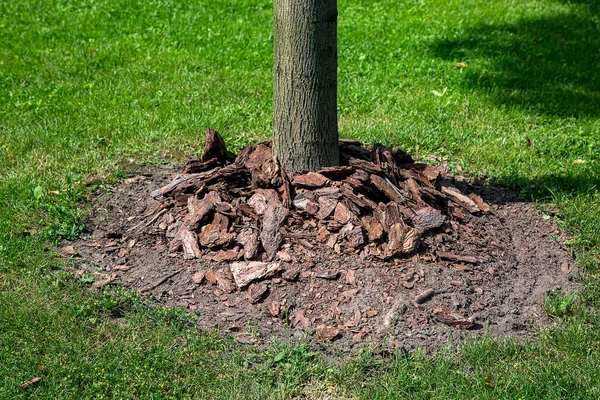 Täckmaterial Med Trädbark Staplat Runt Trädstam Trädgård Med Grön Gräsmatta — Stockfoto