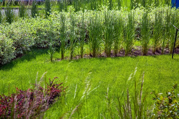 Prado Con Césped Verde Cama Jardín Con Diferentes Plantas Deciduas — Foto de Stock
